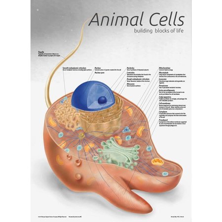 DENOYER-GEPPERT Charts/Posters, Animal Cell Chart 7501-08